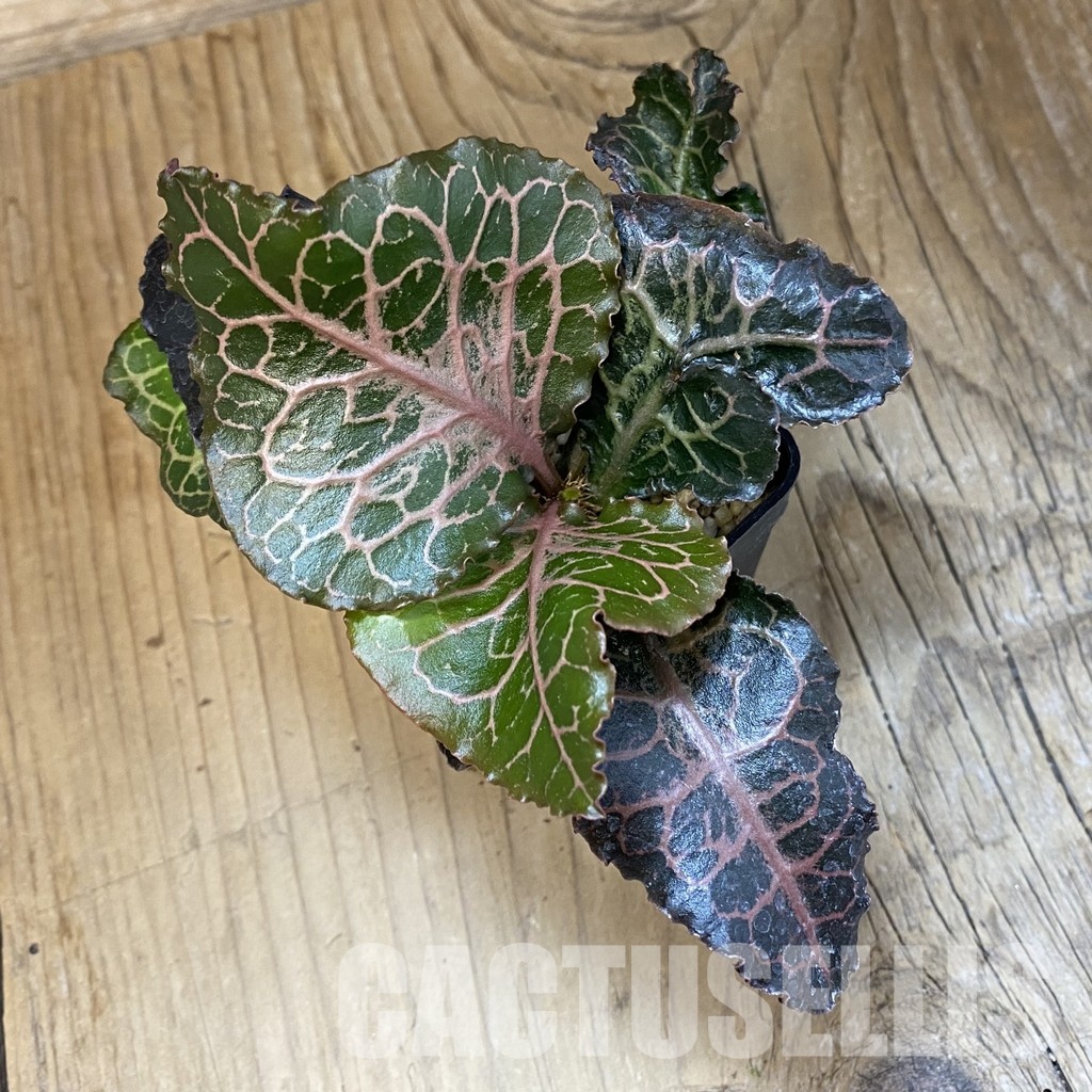 SH34730 Euphorbia francoisii hybrid - Image 2