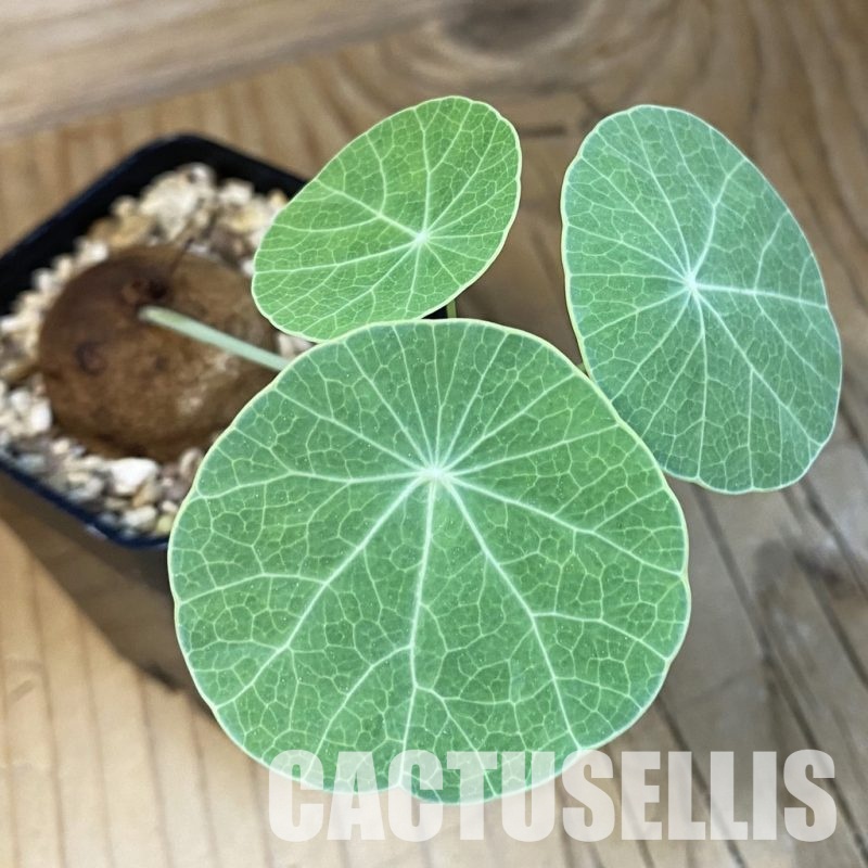 SH34731 Stephania erecta