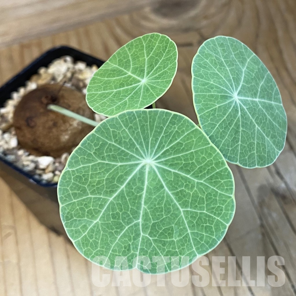 SH34731 Stephania erecta