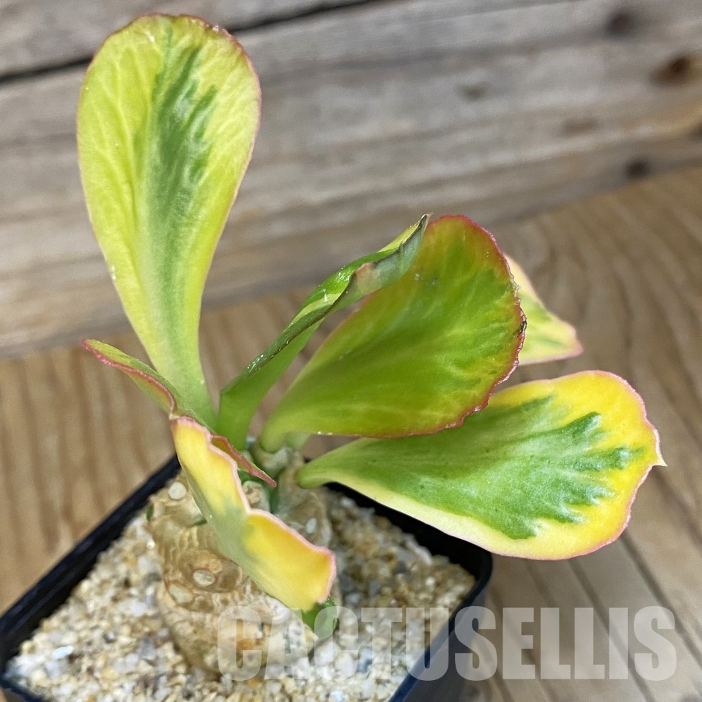 SH34732 Euphorbia poissonii f. variegata