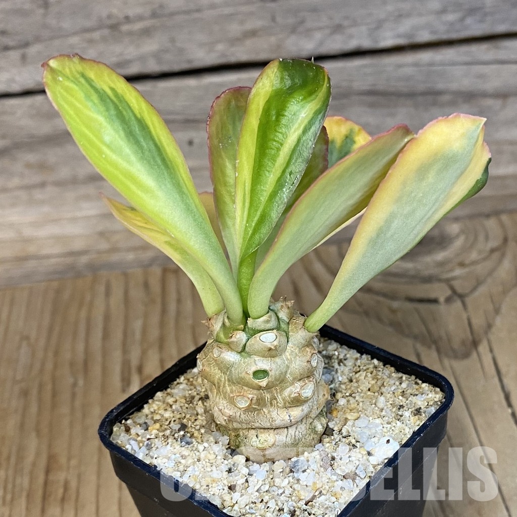 SH34732 Euphorbia poissonii f. variegata - Image 2