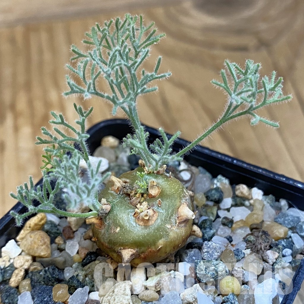 SH34734 Sarcocaulon peniculinum