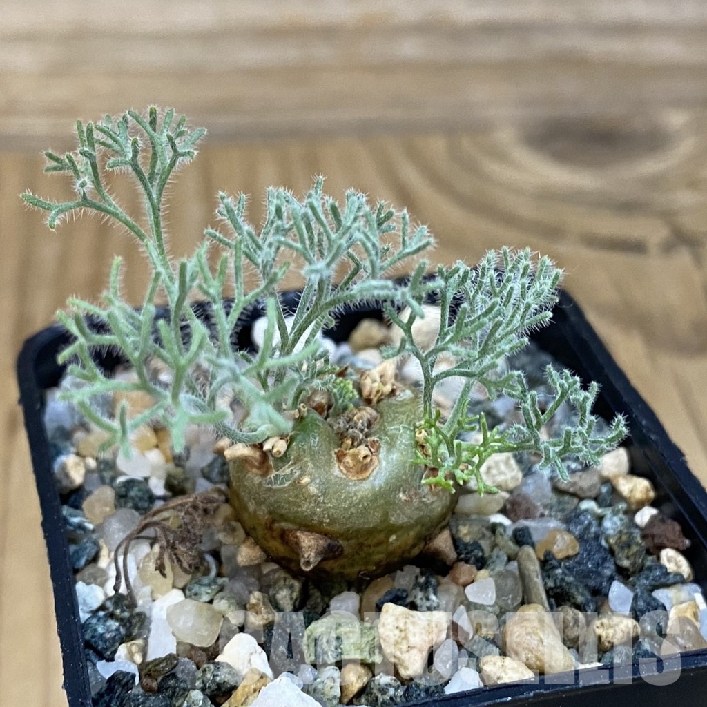 SH34734 Sarcocaulon peniculinum - Obrázek 2