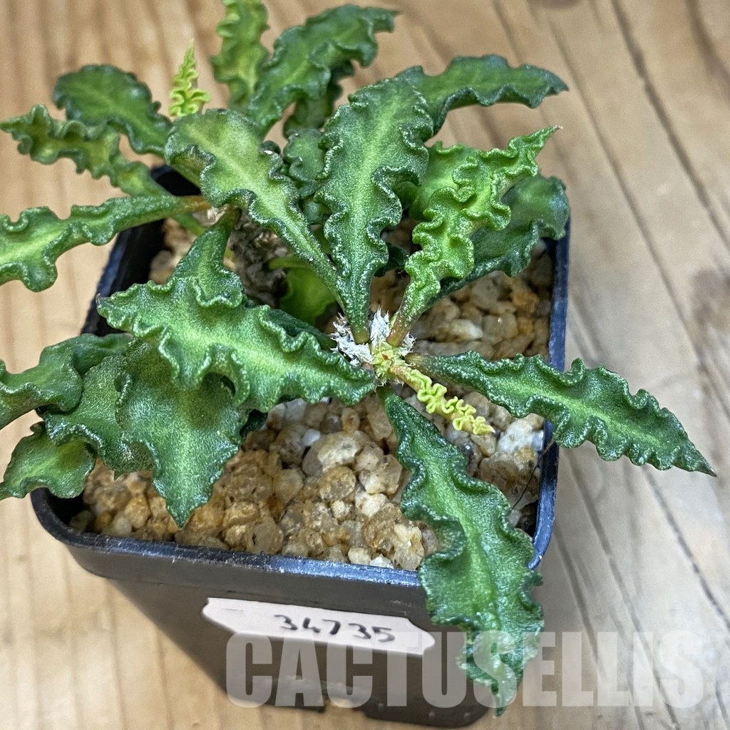 SH34735 Euphorbia decaryi v. spirosticha