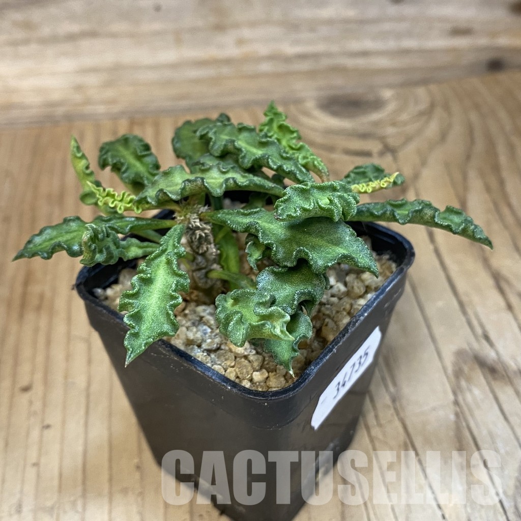 SH34735 Euphorbia decaryi v. spirosticha - Obrázek 2