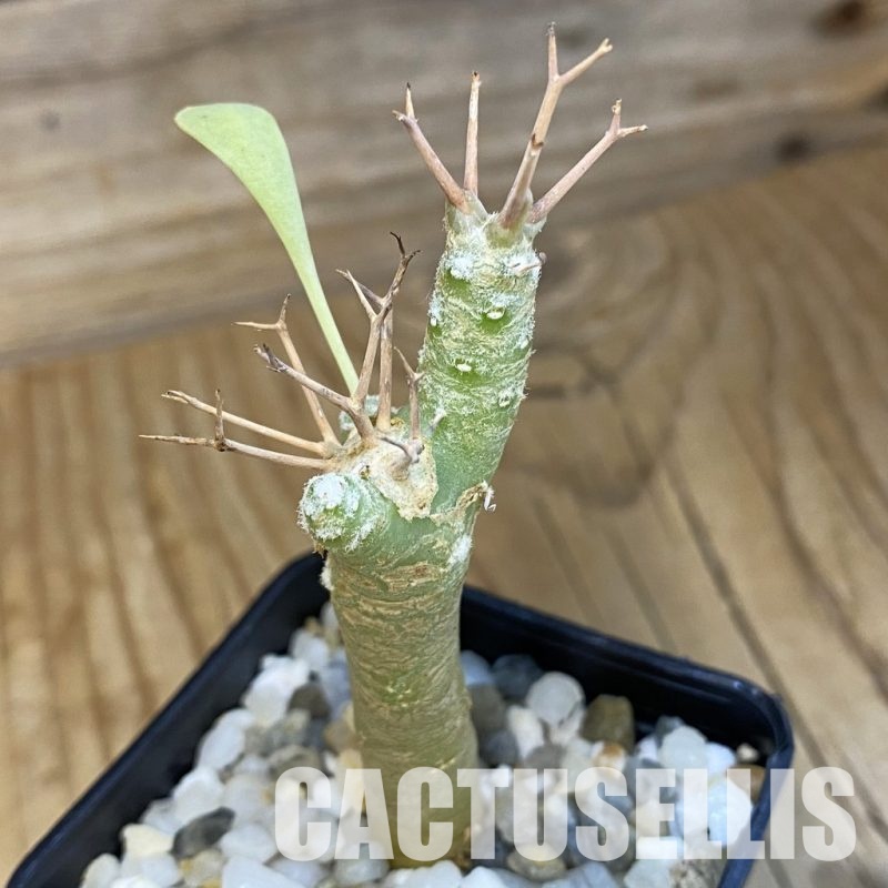 SH34736 Othonna euphorbioides