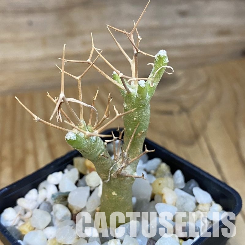 SH34737 Othonna euphorbioides