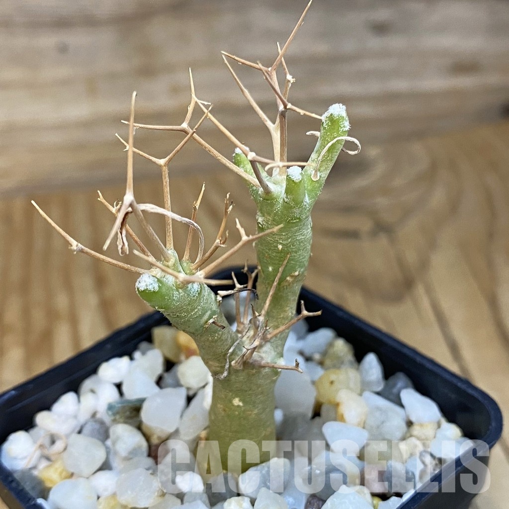 SH34737 Othonna euphorbioides