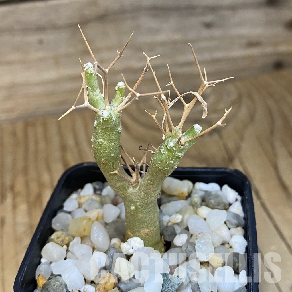 SH34737 Othonna euphorbioides - 画像 (2)