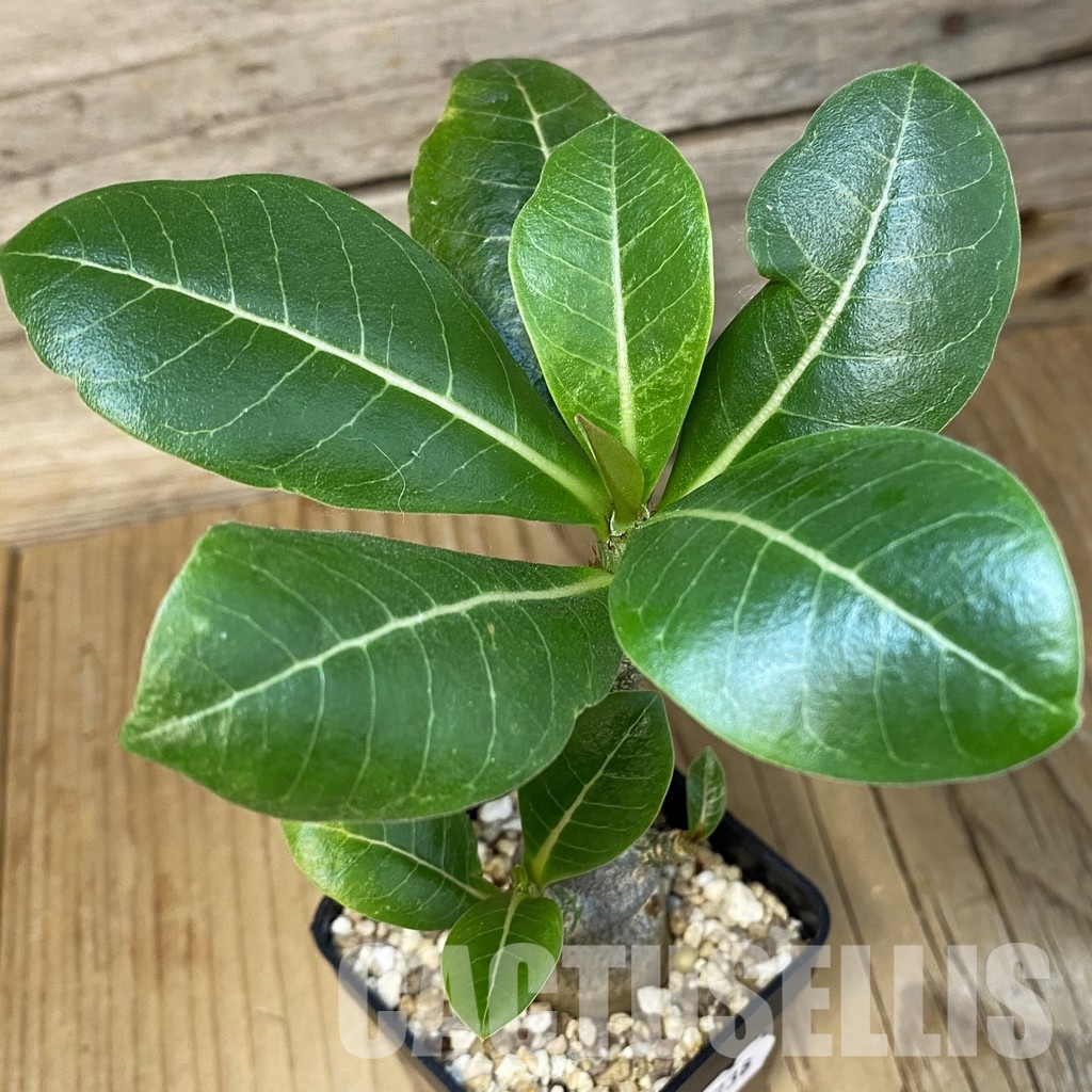 SH34738 Adenium arabicum ‘Black Body’