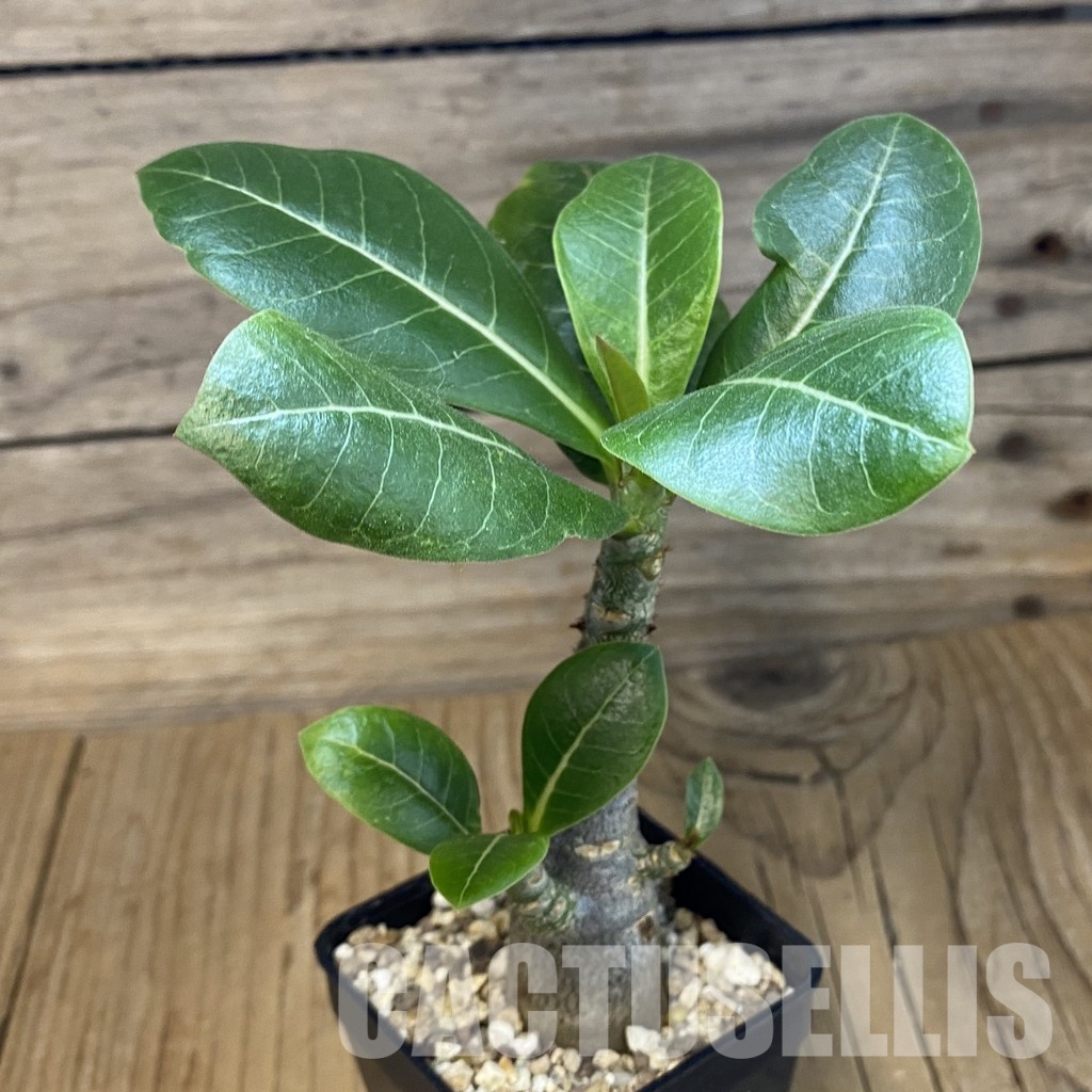 SH34738 Adenium arabicum ‘Black Body’ - Obrázek 2
