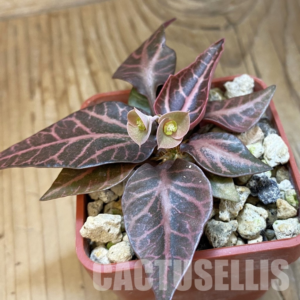 SH34741 Euphorbia francoisii -Thai hybrid-