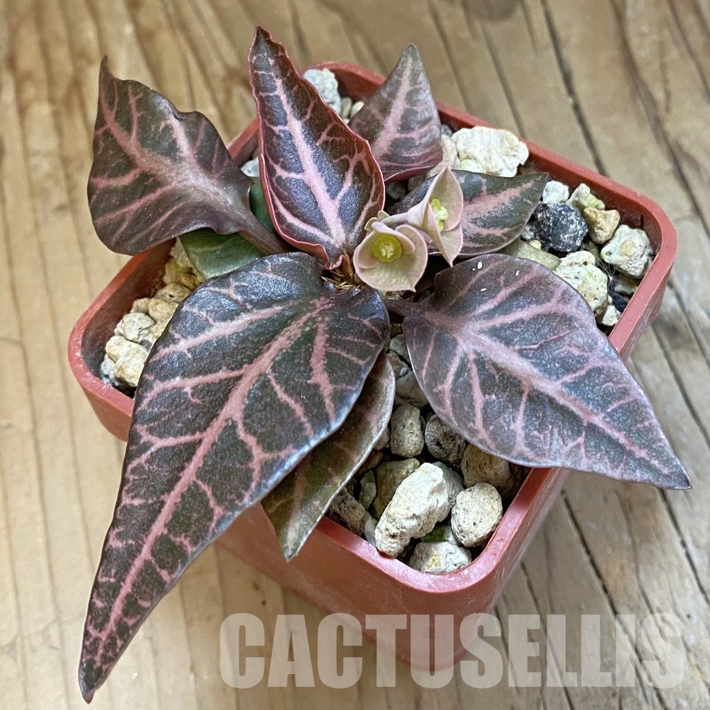 SH34741 Euphorbia francoisii -Thai hybrid- - Image 2