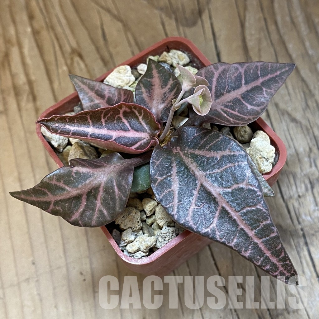 SH34741 Euphorbia francoisii -Thai hybrid- - Image 3