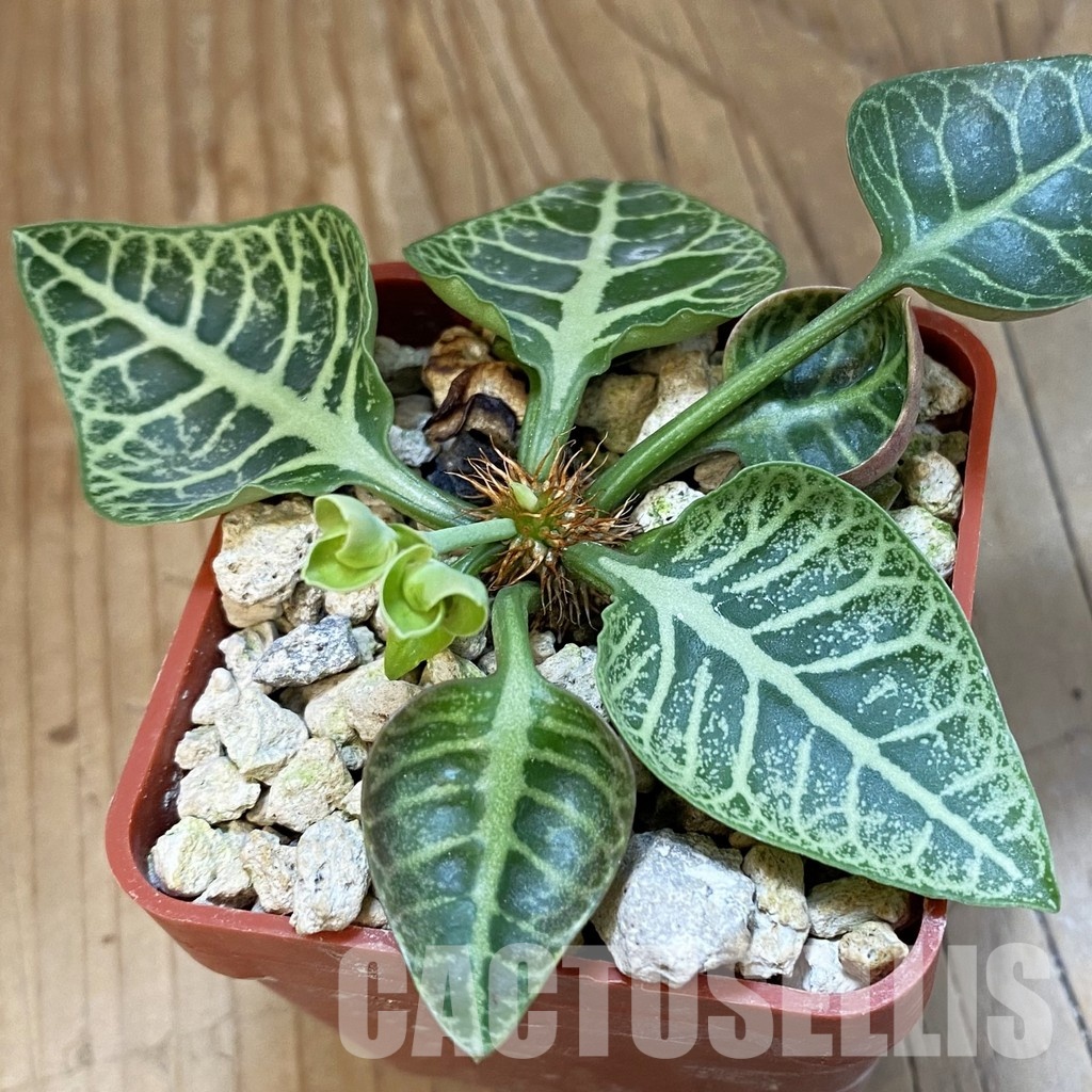 SH34743 Euphorbia francoisii -Thai hybrid-
