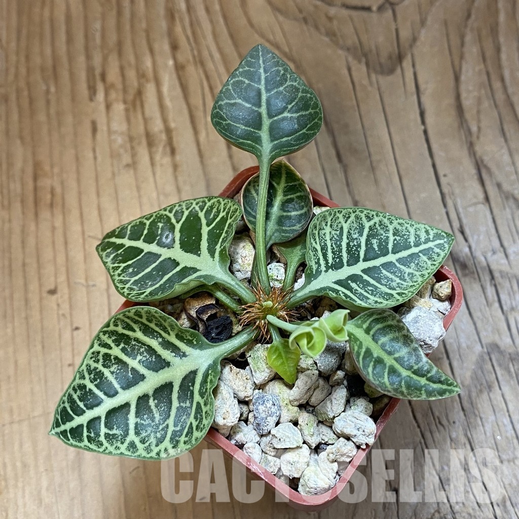 SH34743 Euphorbia francoisii -Thai hybrid- - Obrázek 2