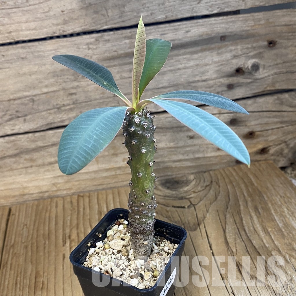 SH34744 Euphorbia pachypodioides - Image 2