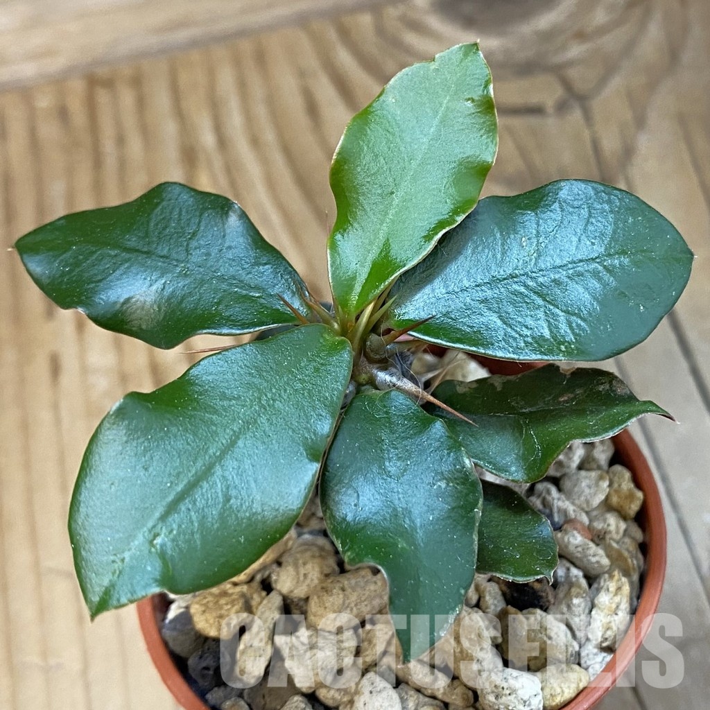 SH34745 Euphorbia delphinensis