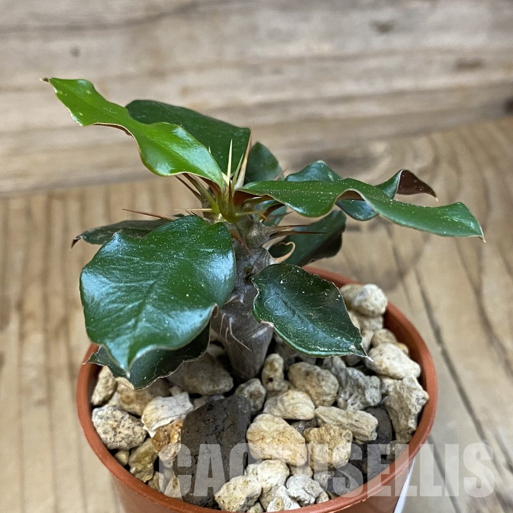 SH34745 Euphorbia delphinensis - Зображення 2