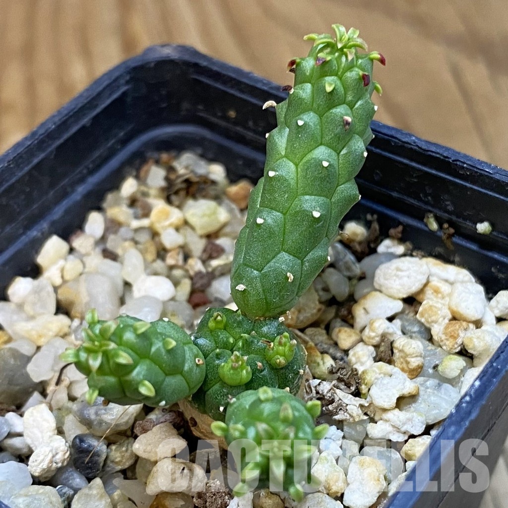 SH34746 Euphorbia inermis -Prava-true