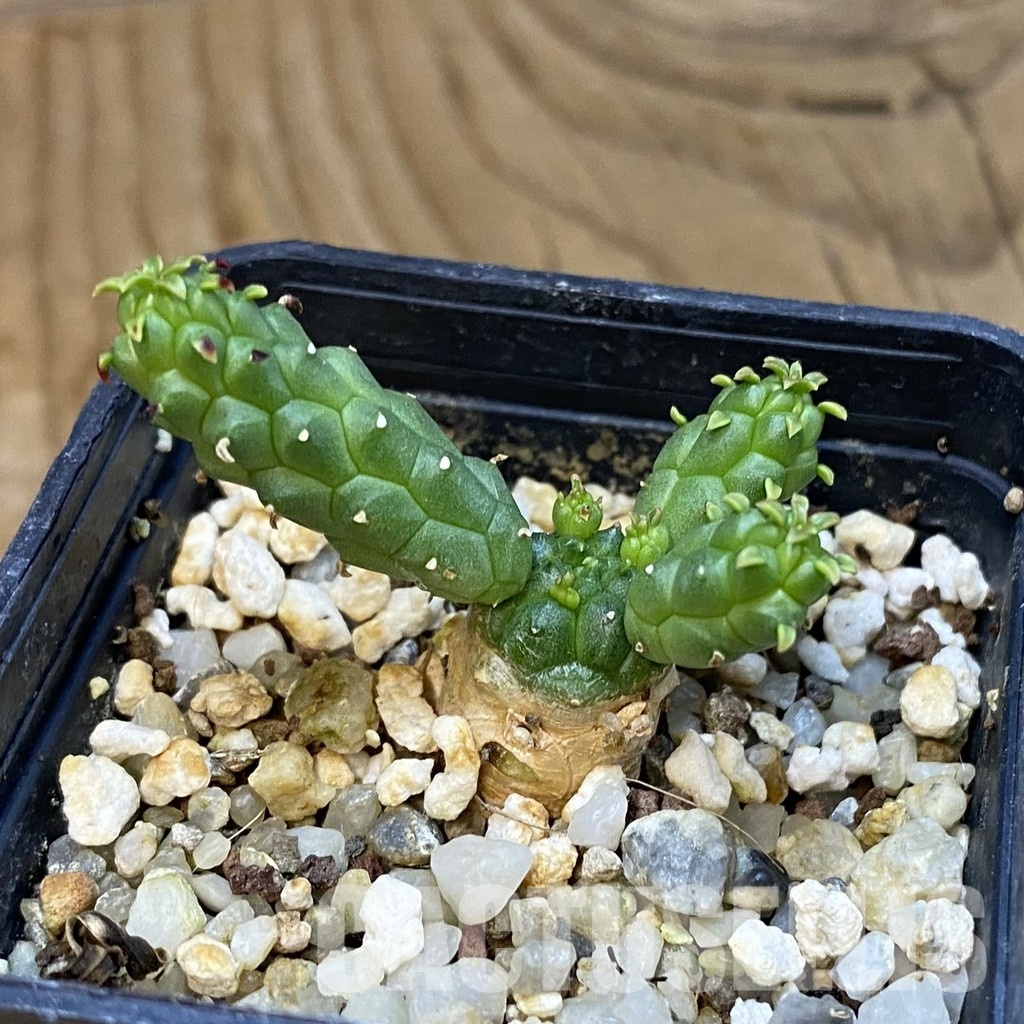 SH34746 Euphorbia inermis -Prava-true - Image 2