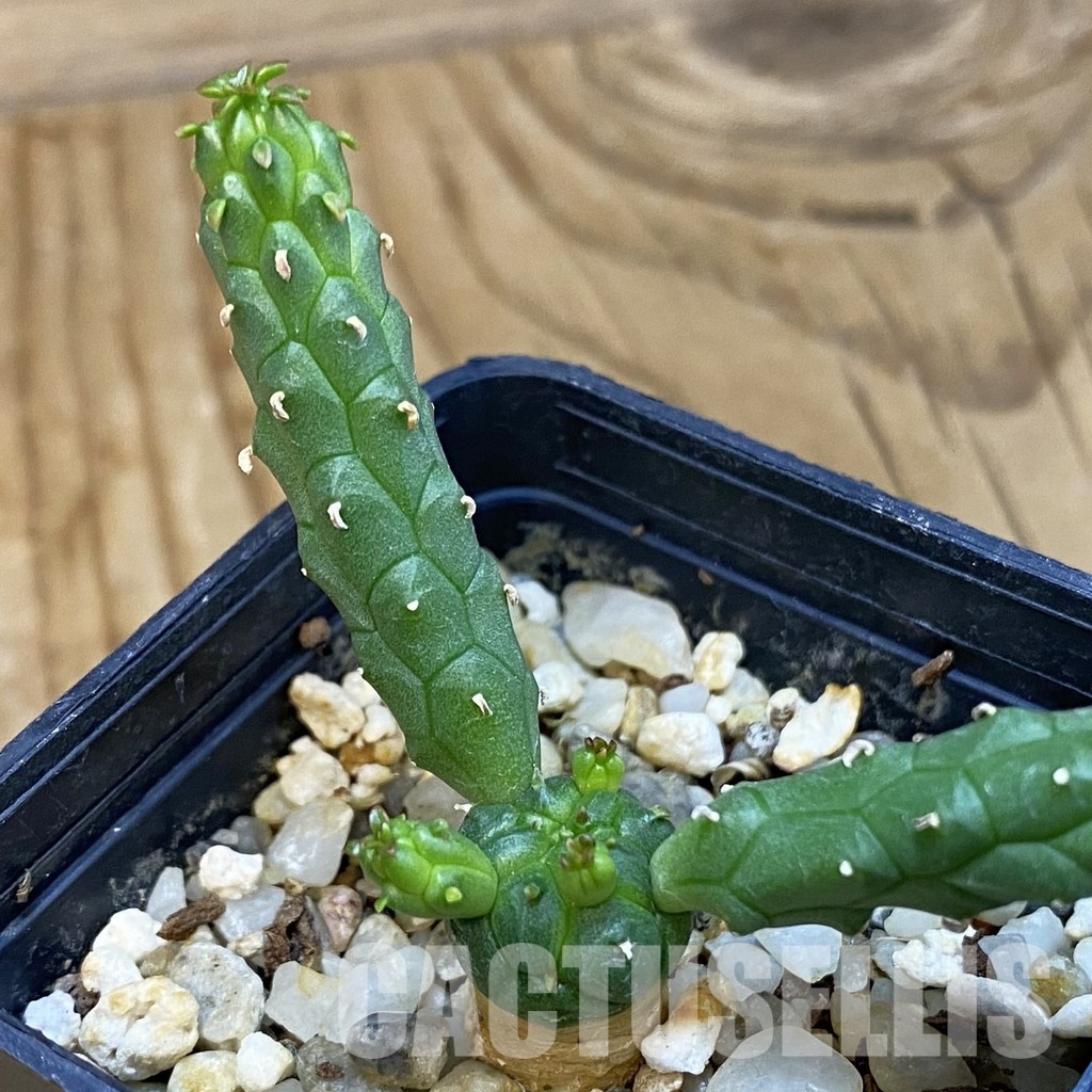 SH34747 Euphorbia inermis -Prava-true