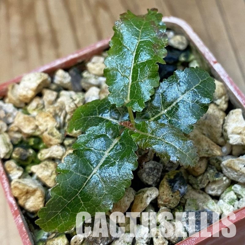 SH34749 Boswellia nana