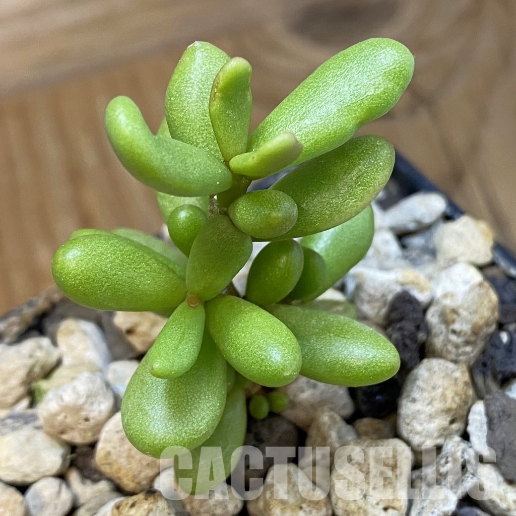 SH34751 Ceraria pygmaea, seedling, 3 years old
