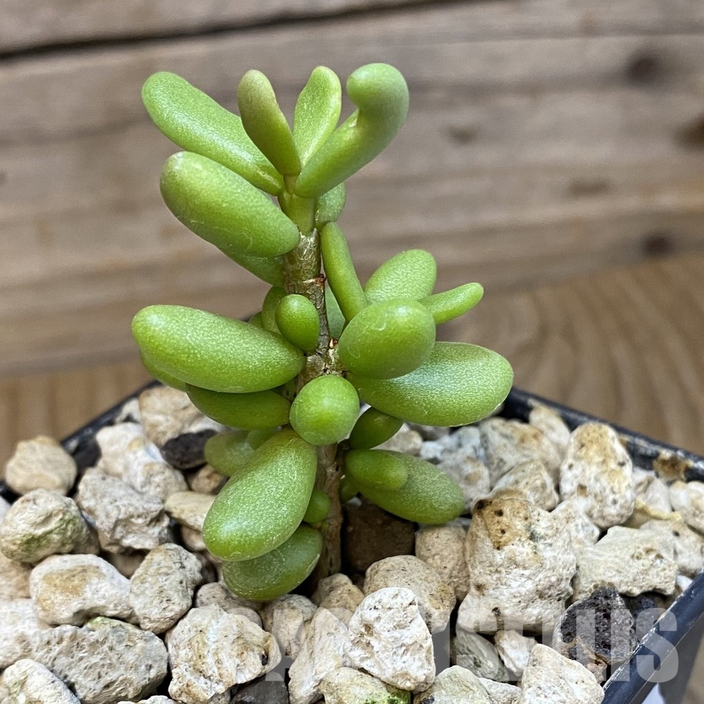 SH34751 Ceraria pygmaea, seedling, 3 years old - Image 2