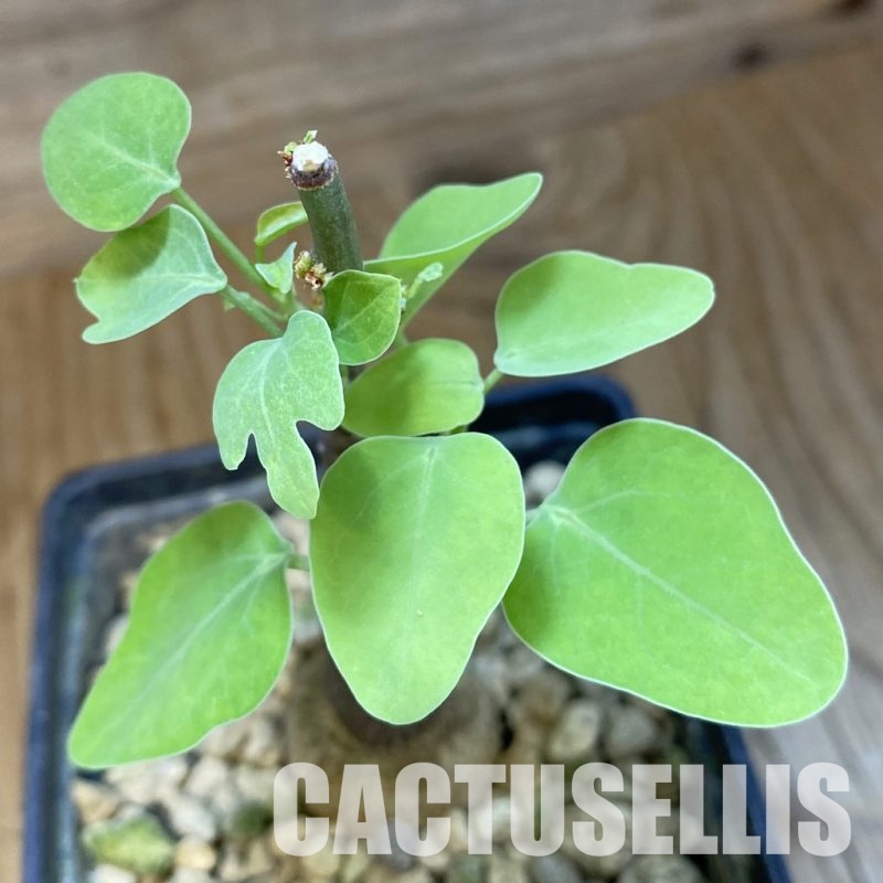 SH34752 Adenia spinosa