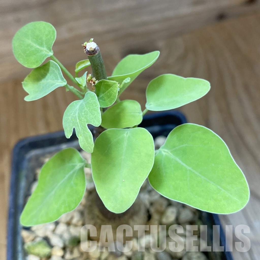 SH34752 Adenia spinosa