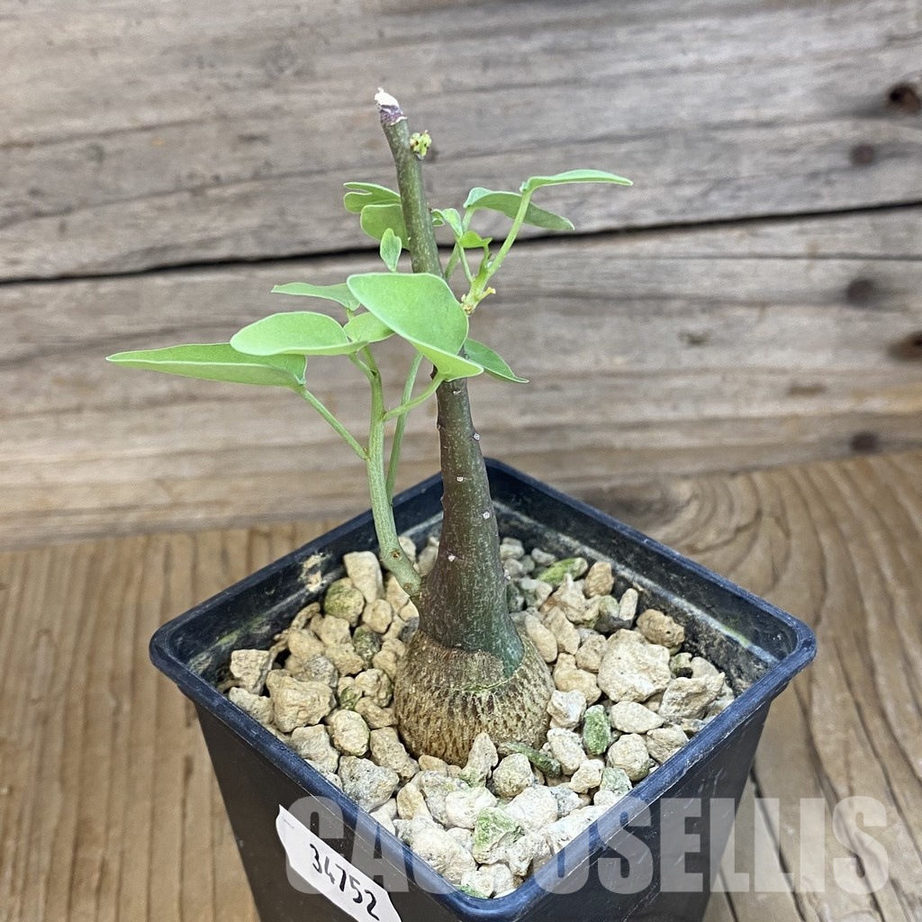 SH34752 Adenia spinosa - Image 2