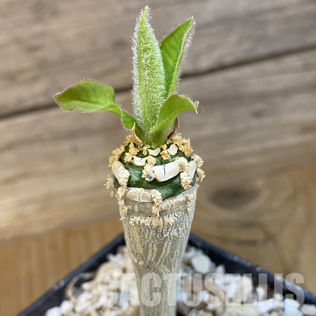 SH34754 euphorbia ankarensis
