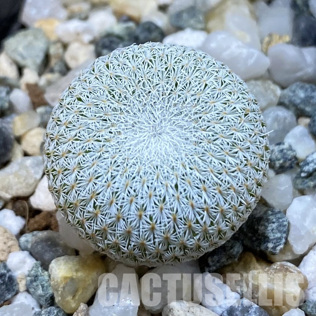SH34847 Epithelantha bokei v. unguispina VM 418