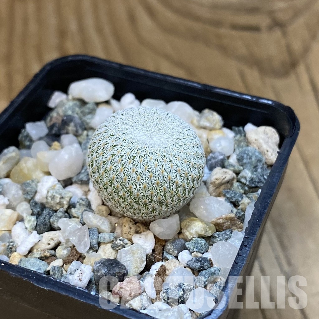 SH34847 Epithelantha bokei v. unguispina VM 418 - Image 2