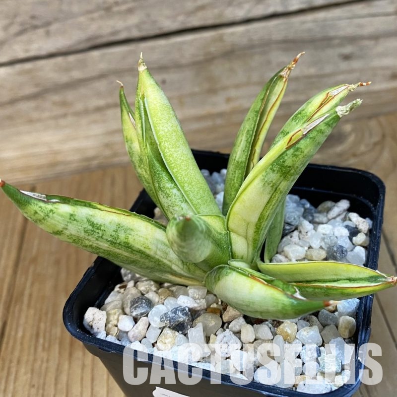 SH34812 Sansevieria ‘Pagoda’ f. variegata