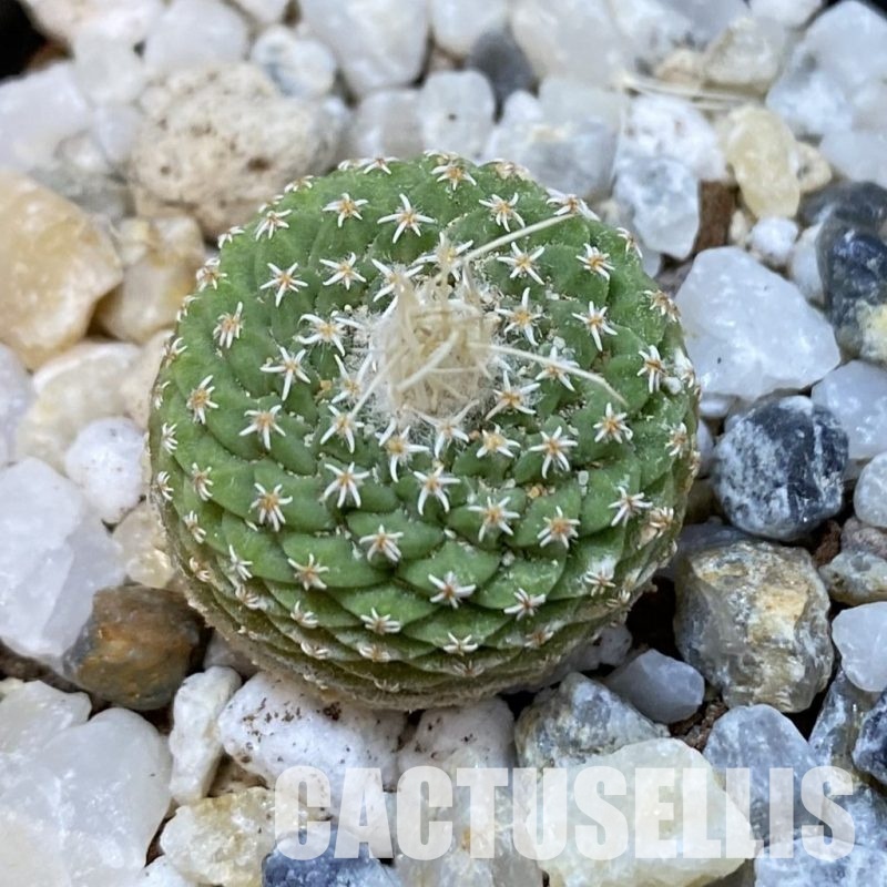 SH34852 Strombocactus disciformis f. minimus VM 204