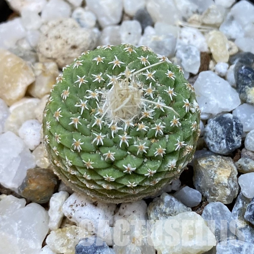 SH34852 Strombocactus disciformis f. minimus VM 204