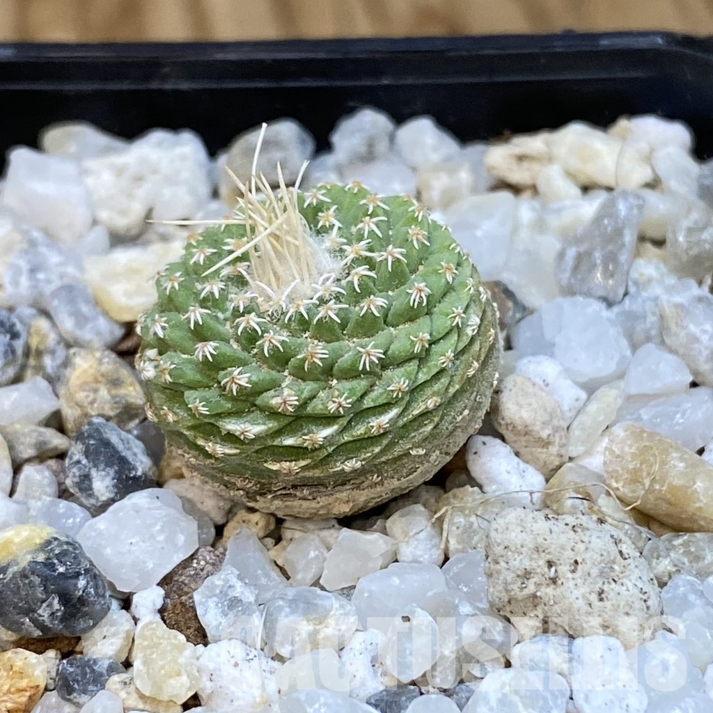 SH34852 Strombocactus disciformis f. minimus VM 204 - Image 2