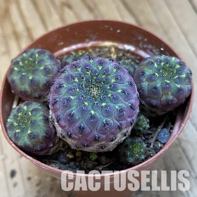 SH34861 Sulcorebutia rauschii