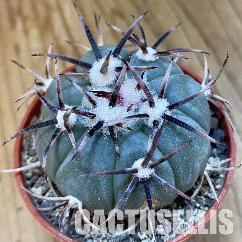 SH34863 Echinocactus horizonthalonius -La Appies-
