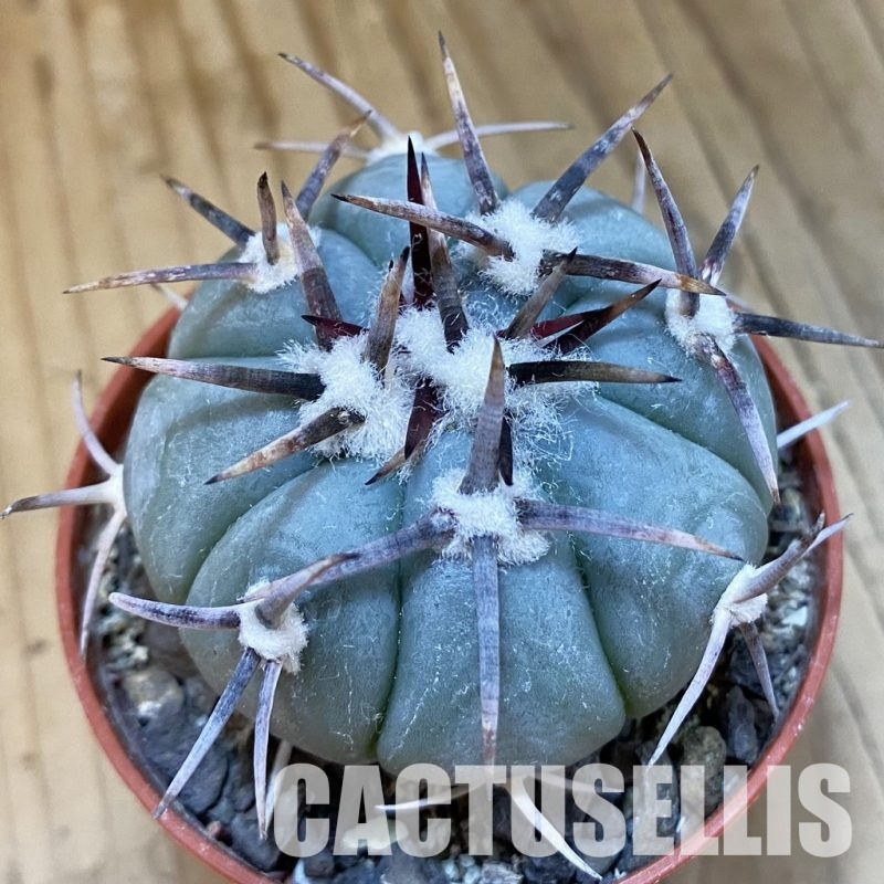 SH34864 Echinocactus horizonthalonius -La Appies-