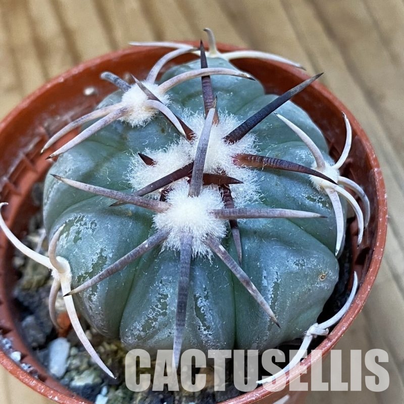 SH34866 Echinocactus horizonthalonius KMR 21