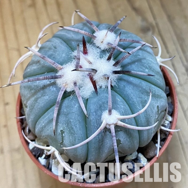 SH34867 Echinocactus horizonthalonius KMR 21