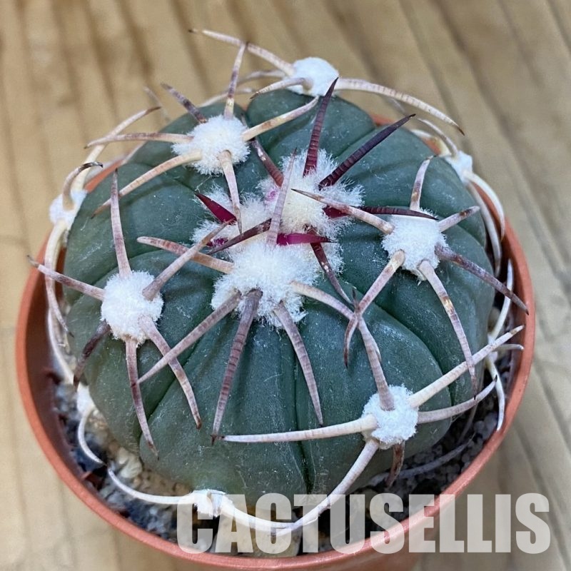SH34868 Echinocactus horizonthalonius -Las Tablas-