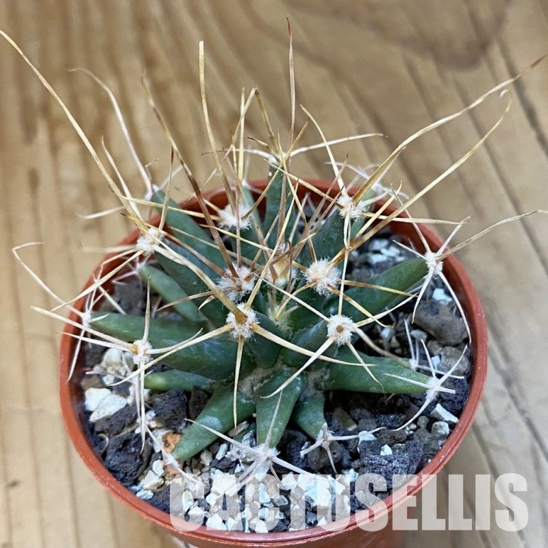 SH34879 Ferobergia seedling