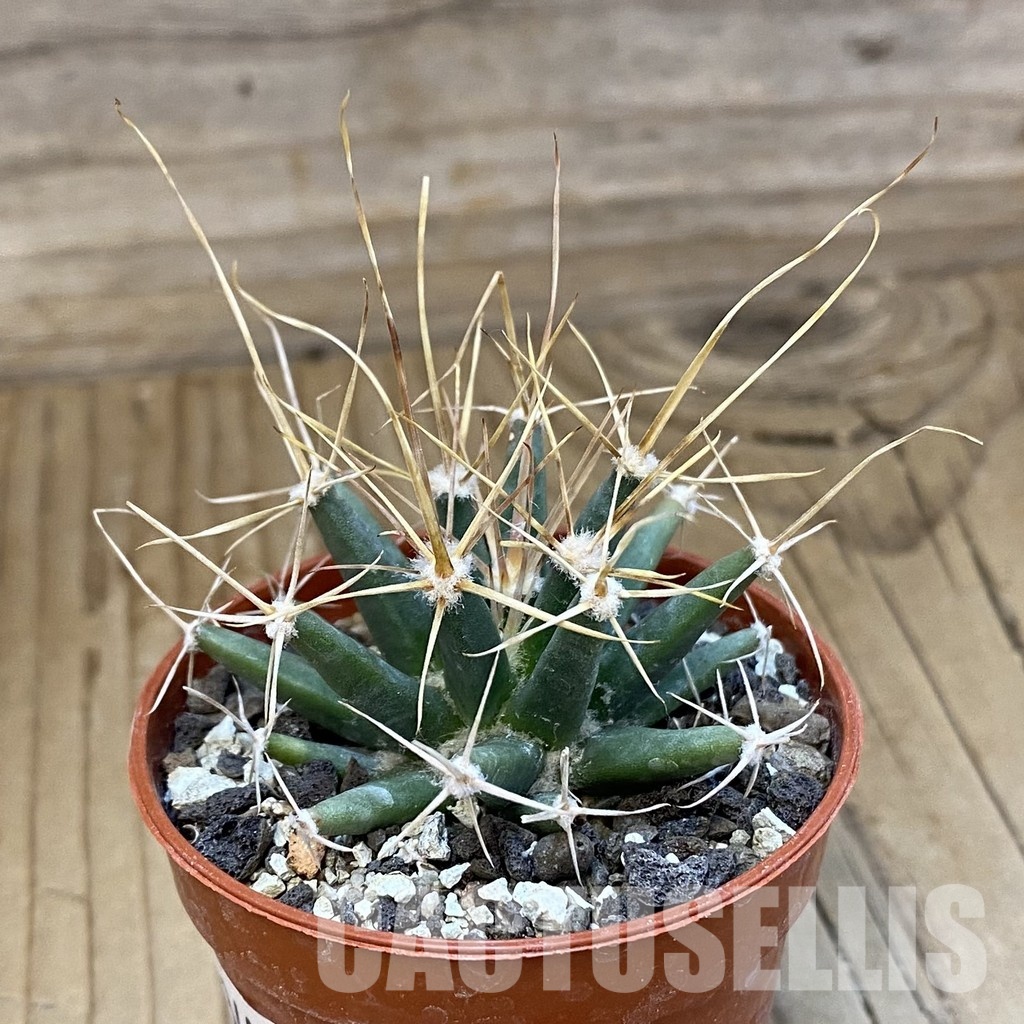 SH34879 Ferobergia seedling - Image 2