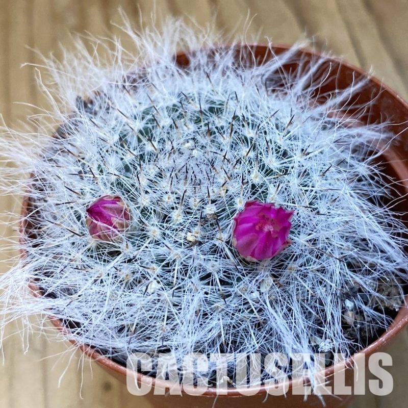 SH34880 Mammillaria hahniana