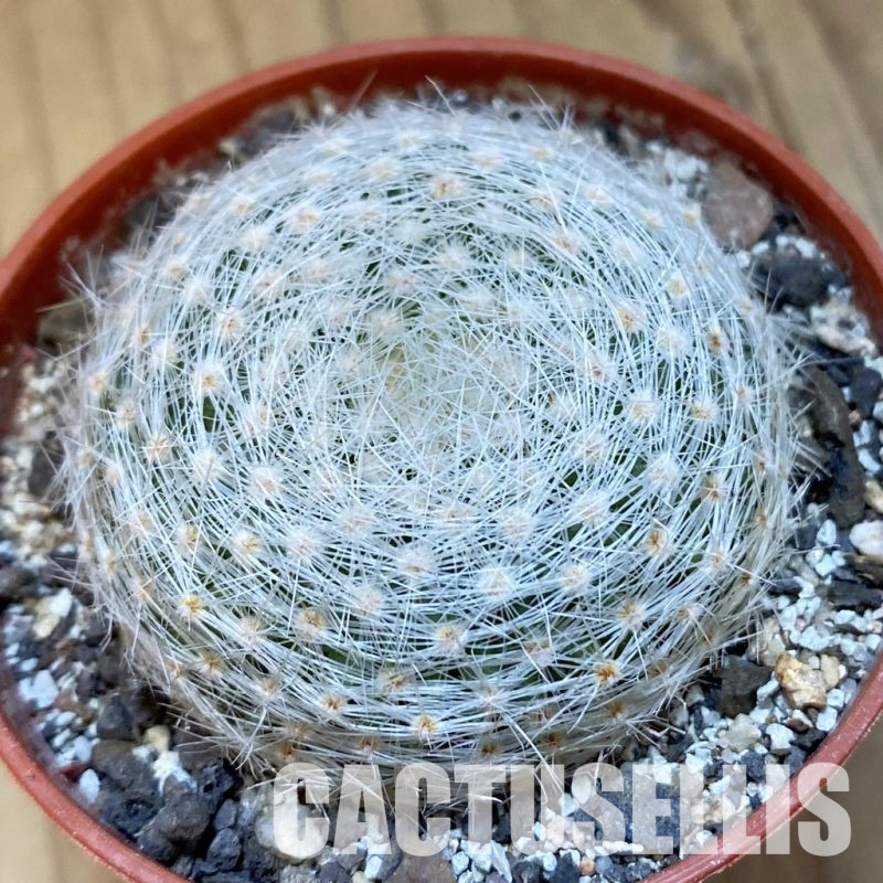 SH34881 Mammillaria lenta