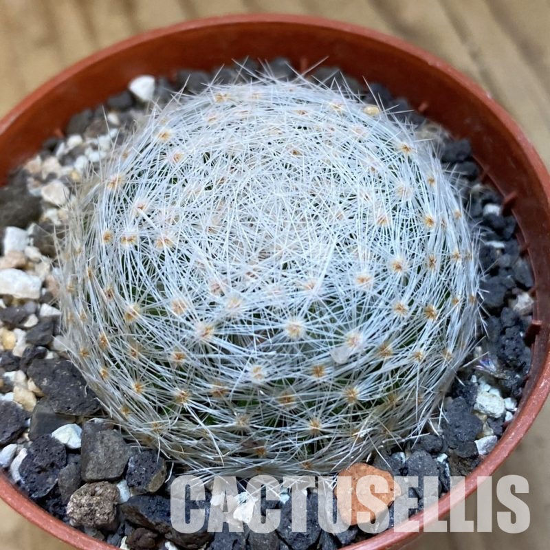 SH34882 Mammillaria lenta